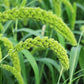 50 LIMELIGHT SPRAY MILLET Light Lime Green Flower Setaria Italica Grass Seeds