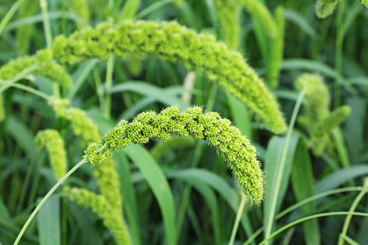 50 LIMELIGHT SPRAY MILLET Light Lime Green Flower Setaria Italica Grass Seeds