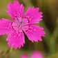 550 MAIDEN PINKS Mixed Colors Dianthus Deltoides Flower Seeds