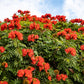 15 Red AFRICAN TULIP TREE (Fire Tree / Flame of the Forest / Fountain Tree) Spathodea Campanulata Seeds