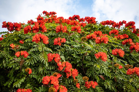 15 Red AFRICAN TULIP TREE (Fire Tree / Flame of the Forest / Fountain Tree) Spathodea Campanulata Seeds