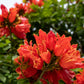 15 Red AFRICAN TULIP TREE (Fire Tree / Flame of the Forest / Fountain Tree) Spathodea Campanulata Seeds