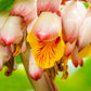 5 KAT GINGER Pink & Yellow Shell Alpinia Katsumadai Hayata Flower Herb Seeds