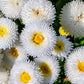 500 Dwarf WHITE ENGLISH DAISY Bellis Perennis Flower Seeds