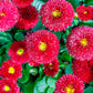 100 RED ENGLISH DAISY Bellis Perennis Double Flower Seeds