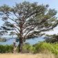 10 RED Japanese PINE TREE Korean Pinus Densiflora Evergreen Seeds
