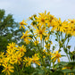 10 Yellow COMPASS PLANT Silphium Laciniatum Prairie Compassplant 4" Flower Seeds