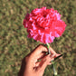 50 PINK ROSE CARNATION Dianthus Caryophyllus Grenadin Double Flower Seeds