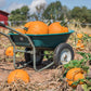 50 CONNECTICUT FIELD PUMPKIN BigTom Orange Yankee Cucurbita Pepo Vegetable Seeds