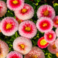 100 Strawberries & Cream ENGLISH DAISY Bellis Perennis Flower Seeds