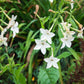 200 JASMINE AZTEC NICOTIANA (Ornamental Flowering Tobacco) Nicotiana Alata Flower Seeds