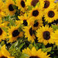 25 Dwarf SUNSPOT SUNFLOWER Helianthus Annuus Flower Seeds