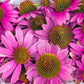 1000 PURPLE CONEFLOWER Echinacea Purpurea Heirloom Flower Herb Seeds