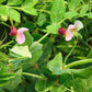 50 AUSTRIAN WINTER PEA Caley Flower Pisum Sativum Ground Cover Crop Legume Seeds