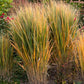 30 Violet PANIC GRASS Panicum Miliaceum Violaceum Ornamental Purple Millet Seeds