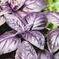 500 DARK OPAL BASIL (Purple Ruffles) Ocimum Basilicum Herb Flower Seeds