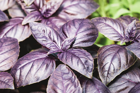 500 DARK OPAL BASIL (Purple Ruffles) Ocimum Basilicum Herb Flower Seeds