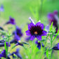 200 Mixed Colors PAINTED TONGUE (Velvet Trumpet Flower) Salpiglossis Grandiflora Virgiana Flower Seeds