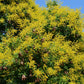 10 DWARF GOLDEN RAIN TREE Koelreuteria Paniculata Nana Yellow Flower Seeds