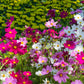 350 COSMOS SENSATION MIX Mixed Colors Cosmos Bipinnatus Flower Seeds
