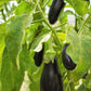 300 FLORIDA MARKET EGGPLANT Purple Aubergine Solanum Melongena Vegetable Seeds