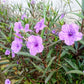 100 Blue Purple FRINGELEAF PETUNIA Wild Ruellia Humilis Perennial Native Flower Seeds