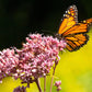 50 Mixed Colors JOE PYE WEED Eupatorium Maculatum Flower Seeds