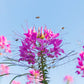 200 MAUVE QUEEN CLEOME Spinosa Hassleriana Purple Pink Spider Flower Seeds