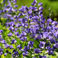 50 BLUE WILD INDIGO (False Indigo) Baptisia Australis Flower Seeds