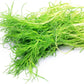 75 SALTWORT Okahijiki Japanese Greens Salsola Komarovii Leaf Vegetable Seeds