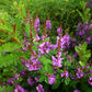 50 TRUE INDIGO Dye Indigo Indigofera Tinctoria Pink Purple Sub Shrub Flower Seeds