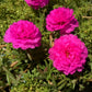 100 Mixed Colors PORTULACA MOSS ROSE Grandiflora Flower Seeds