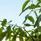 50 LEMON SCENTED EUCALYPTUS Citriodora Tree aka Lemon Bush & Spotted Gum - Colorful Bark White Flower Tree Seeds
