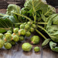 500 HEIRLOOM BRUSSEL SPROUT Brassica Oleracea Green Long Island Vegetable Seeds
