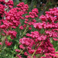 50 RED JUPITER'S BEARD Valerian Keys of Heaven Centranthus Ruber Flower Seeds