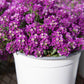500 Sweet ALYSSUM ROYAL CARPET Lobularia Maritima Violet Blue Flower Seeds