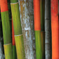 10 Red LIPSTICK PALM Sealing Wax Palm Cyrtostachys Renda Tree Houseplant Seeds