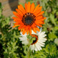 50 ORANGE PRINCE Cape DAISY Monarch of the Veldt Venidium Fastuosum Flower Seeds