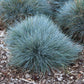 100 BLUE Sheeps FESCUE GRASS Festuca Ovina Glauca Cinerea Seeds