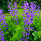 50 BLUE WILD INDIGO (False Indigo) Baptisia Australis Flower Seeds