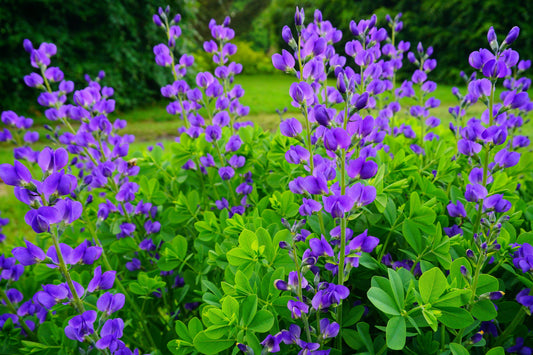 50 BLUE WILD INDIGO (False Indigo) Baptisia Australis Flower Seeds