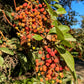10 PACIFIC MADRONE TREE Bearberry Red Arbutus Menziesii Oregon Laurel Seeds