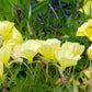 150 DWARF EVENING PRIMROSE ( Missouri Primrose / Ozark Sundrops ) Oenothera Macrocarpa syn. Missouriensis Native Yellow Flower Seeds