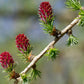 25 EUROPEAN LARCH TREE Pine Pinetree Evergreen Larix Decidua Seeds