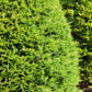 25 THUJA TREE Cedar Thuja Occidentalis Conifer Seeds