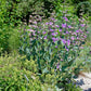 250 LARGE FLOWERED BEARDTONGUE Penstemon Grandiflorus Native Pink Purple Flower Seeds