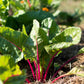 40 PINK LIPSTICK SWISS CHARD Vegetable Seeds Perpetual Spinach Beta Vulgaris Seeds