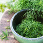 1500 DUKAT DILL Anethum Graveolens Sweet Heirloom European Herb Vegetable Seeds
