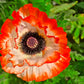 1000 MIXED Colors ORIENTAL POPPY Papaver Orientale Flower Seeds