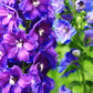 100 BLUE SPIRE LARKSPUR Delphinium Consolida Ambigua Ajacis Flower Seeds